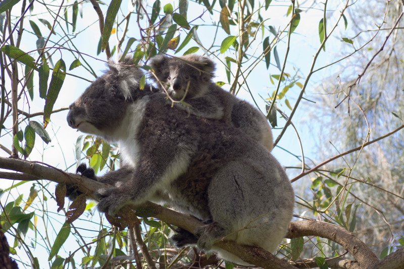 australifoto10.jpg